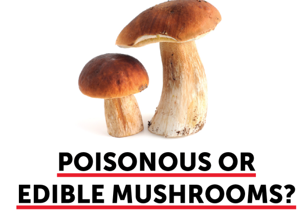 Look Alike Flyer Poisonous Or Edible Mushrooms Nj Poison Control Center