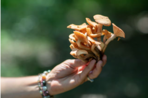 Wild mushroom poisonings are not unique to New Jersey, with foraging growing in popularity throughout the country. Photo credit Dave Hernandez. Dave Hernandez | For NJ Advance